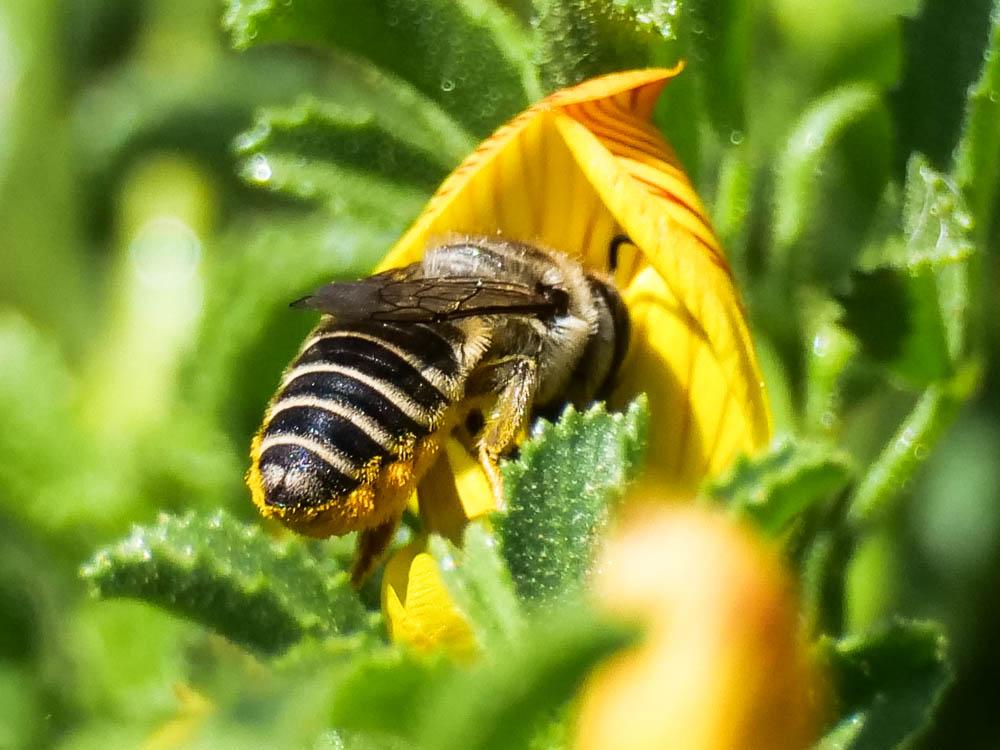  Megachile pilidens Alfken, 1924