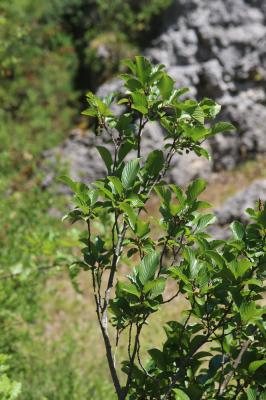 Nerprun des Alpes Rhamnus alpina L., 1753