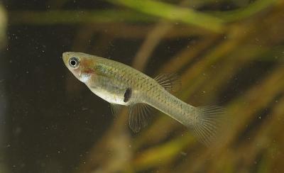 Gambusie Gambusia affinis (Baird & Girard, 1853)