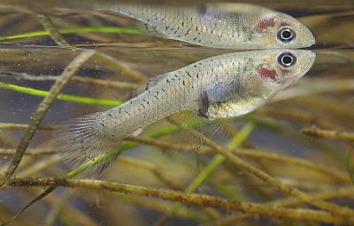 Gambusie Gambusia affinis (Baird & Girard, 1853)