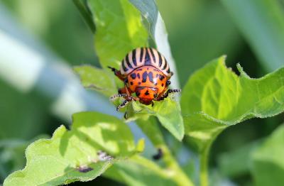 Doryphore (Le) Leptinotarsa decemlineata (Say, 1824)