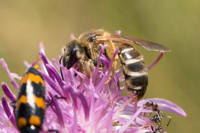 Halictus quadricinctus (Fabricius, 1776)