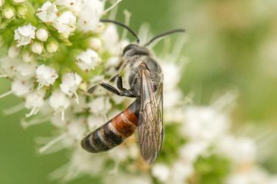  Lasioglossum nigripes (Lepeletier, 1841)