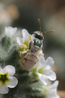  Nomioides Schenck, 1867