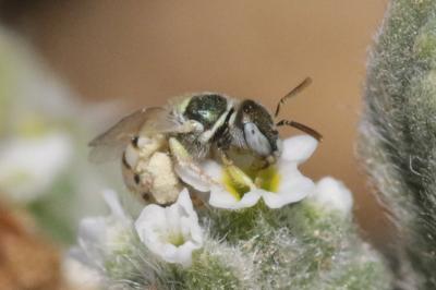  Nomioides Schenck, 1867