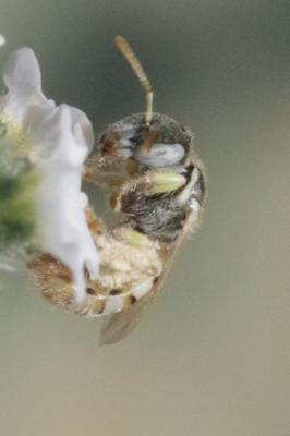  Nomioides Schenck, 1867