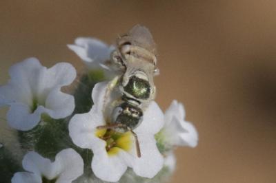  Nomioides Schenck, 1867