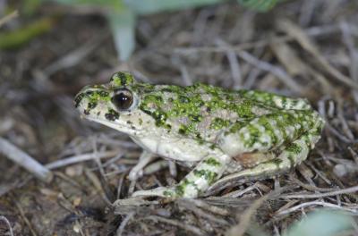 Pélodyte ponctué Pelodytes punctatus (Daudin, 1803)