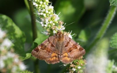 Doublure jaune (La) Euclidia glyphica (Linnaeus, 1758)