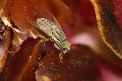  Terellia fuscicornis (Loew, 1844)