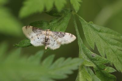 Acidalie rustique du Midi (L') Idaea filicata (Hübner, 1799)
