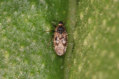  Monosteira unicostata (Mulsant & Rey, 1852)