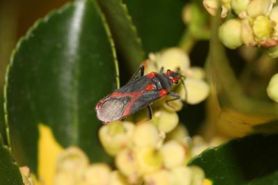  Caenocoris nerii