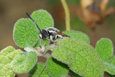  Colpa sexmaculata (Fabricius, 1781)