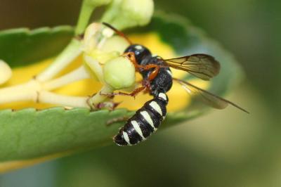  Cerceris interrupta (Panzer, 1799)
