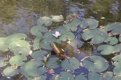 Nénuphar blanc, Lys des étangs Nymphaea alba L., 1753