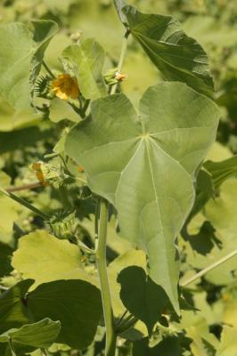 Abutilon d'Avicenne, Abutilon à pétales jaunes, Ab Abutilon theophrasti Medik., 1787