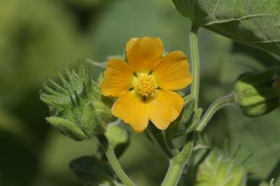 Abutilon d'Avicenne, Abutilon à pétales jaunes, Ab Abutilon theophrasti Medik., 1787