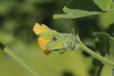 Abutilon d'Avicenne, Abutilon à pétales jaunes, Ab Abutilon theophrasti Medik., 1787