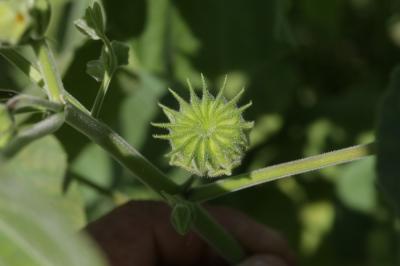 Abutilon d'Avicenne, Abutilon à pétales jaunes, Ab Abutilon theophrasti Medik., 1787
