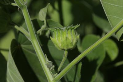 Abutilon d'Avicenne, Abutilon à pétales jaunes, Ab Abutilon theophrasti Medik., 1787