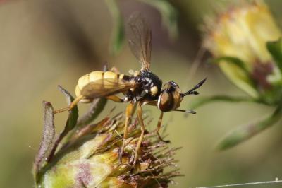  Conops vitellinus Loew, 1847