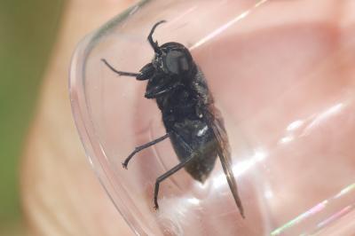 Dasyrhamphis ater (Rossi, 1790)