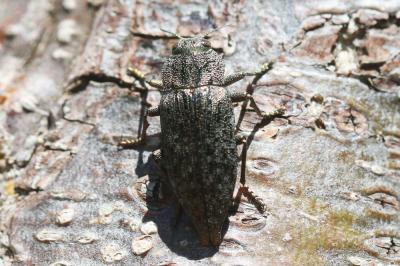  Dicerca aenea (Linnaeus, 1760)
