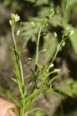 Cardamine flexueuse, Cardamine des bois Cardamine flexuosa With., 1796