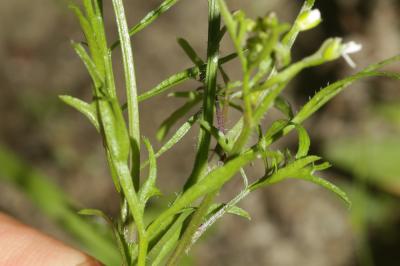 Cardamine flexueuse, Cardamine des bois Cardamine flexuosa With., 1796