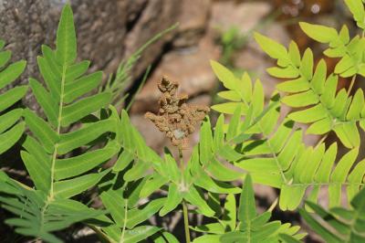 Osmonde royale, Fougère fleurie Osmunda regalis L., 1753
