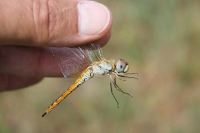  Pantala flavescens (Fabricius, 1798)