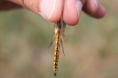  Pantala flavescens (Fabricius, 1798)