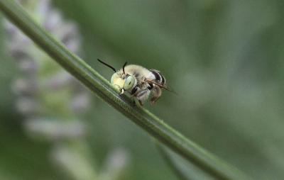 Héliophile commune Anthophora bimaculata (Panzer, 1798)