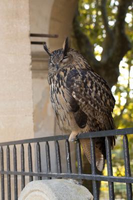 Grand-duc d'Europe Bubo bubo (Linnaeus, 1758)