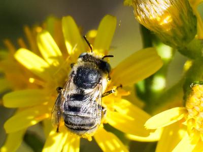 Héliophile commune Anthophora bimaculata (Panzer, 1798)