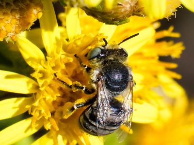 Héliophile commune Anthophora bimaculata (Panzer, 1798)