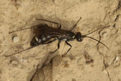  Cryptocheilus hispanicus Sustera, 1924