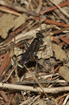  Cryptocheilus hispanicus Sustera, 1924