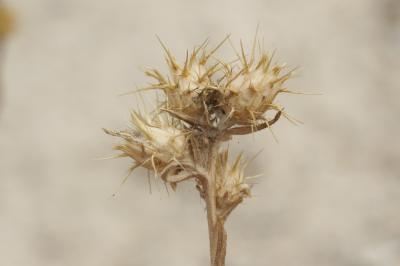 Centaurée de Malte Centaurea melitensis L., 1753