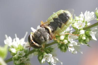  Odontomyia angulata (Panzer, 1798)