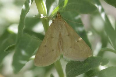  Achyra nudalis (Hübner, 1796)