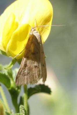  Achyra nudalis (Hübner, 1796)