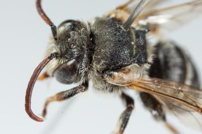  Nomiapis bispinosa (Brullé, 1832)