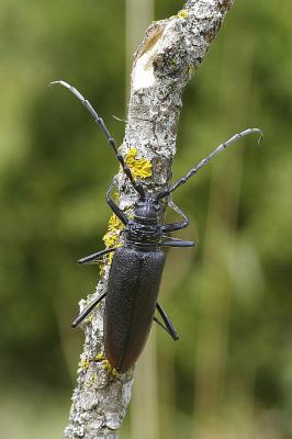 Grand Capricorne (Le) Cerambyx cerdo Linnaeus, 1758