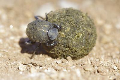 Sisyphus schaefferi schaefferi (Linnaeus, 1758)