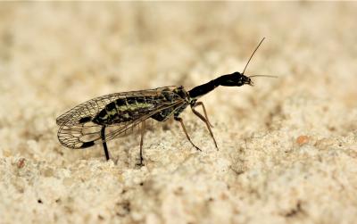  Phaeostigma notata (Fabricius, 1781)