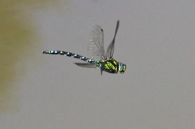 Aeschne bleue (L') Aeshna cyanea (O.F. Müller, 1764)