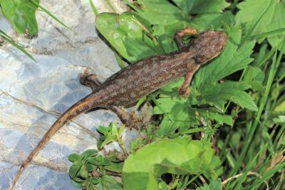 Triton alpestre Ichthyosaura alpestris (Laurenti, 1768)