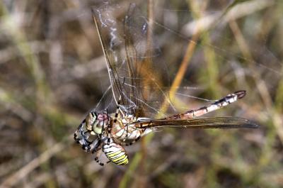 Anax porte-selle (L') Hemianax ephippiger (Burmeister, 1839)